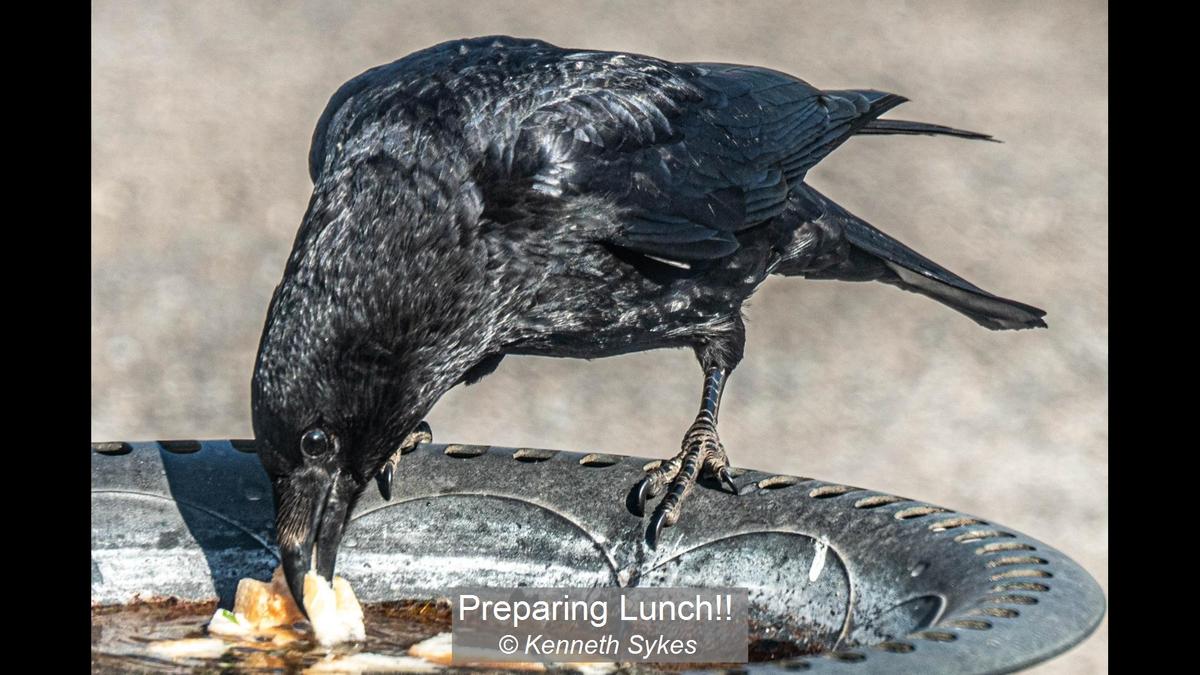 Preparing Lunch!!_Kenneth Sykes